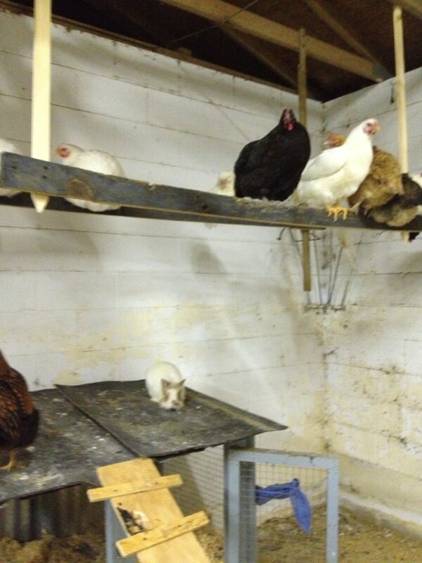 Chicken Roosting Poles