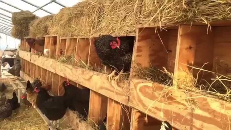 Chickens Roosting in Nesting Boxes