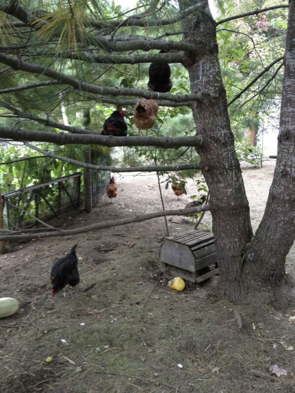 Chickens Roost